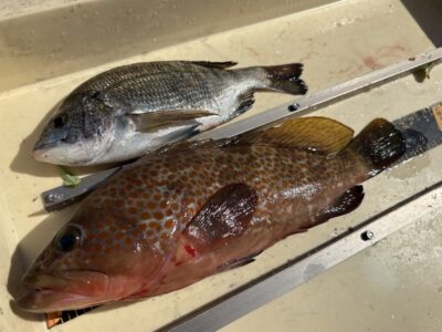 <p>杉浦様　沖の北　サビキ釣りでアコウ43cm&チヌ🎣</p>
