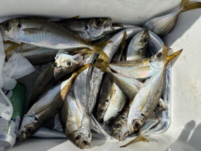 <p>磯田様　沖の北　サビキ釣りで20cmクラスのアジ20尾位🎣</p>