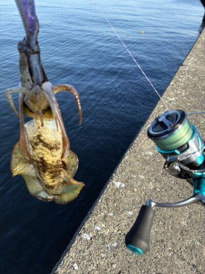 <p>WAMI師匠　旧一文字赤灯付近　エギングでアオリイカ7杯🦑　ヨーヅリ3.0号エギ使用🦑　アジの泳がせ釣りとルアーでアイブリ🎣</p>