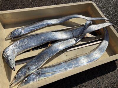 <p>肝やん様　沖の北　ジャックアイマキマキで朝タチ4尾🎣</p>