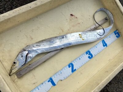<p>竹村様　沖の北　アジ呑ませ釣りでタチウオ🎣</p>
