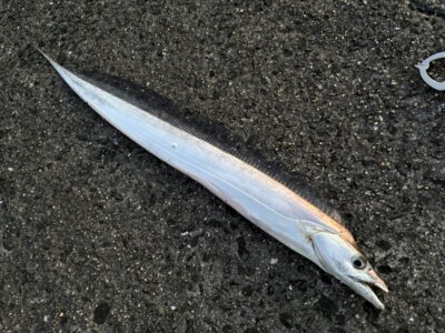 <p>沖の北　ドジョウテンヤで5:45頃にタチウオ🎣</p>