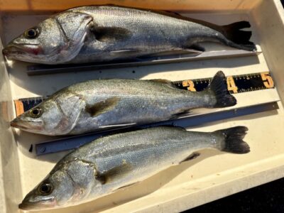<p>ハネ研会長 福山様 沖の北 エビ撒き釣り ハネ3尾🎣 他にアコウ&良型アジも🎣</p>