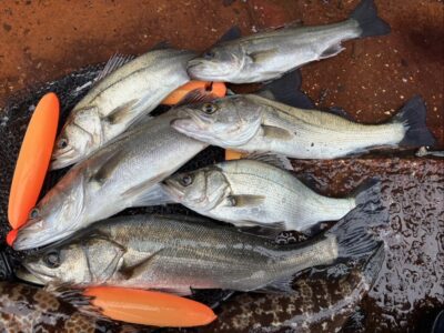<p>ハネ研会長　福山様　沖の北　エビ撒き釣りでハネ50cm迄を🎣　撮影後ハネは渡船のお客さんにプレゼント🐟</p>