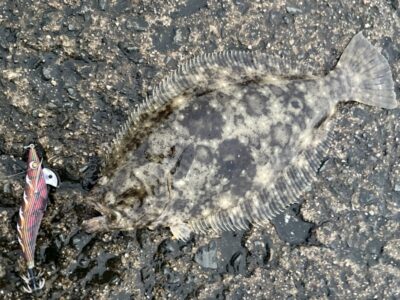 <p>沖の北内向き　6時頃エギング中にヒラメ39cm</p>